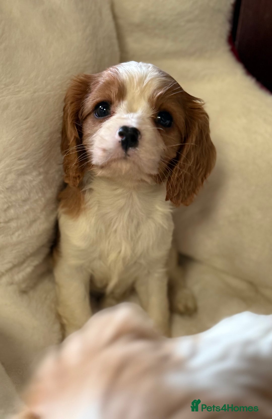 Cavalier King Charles Spaniel dogs for sale: King charles cavalier - Image 7