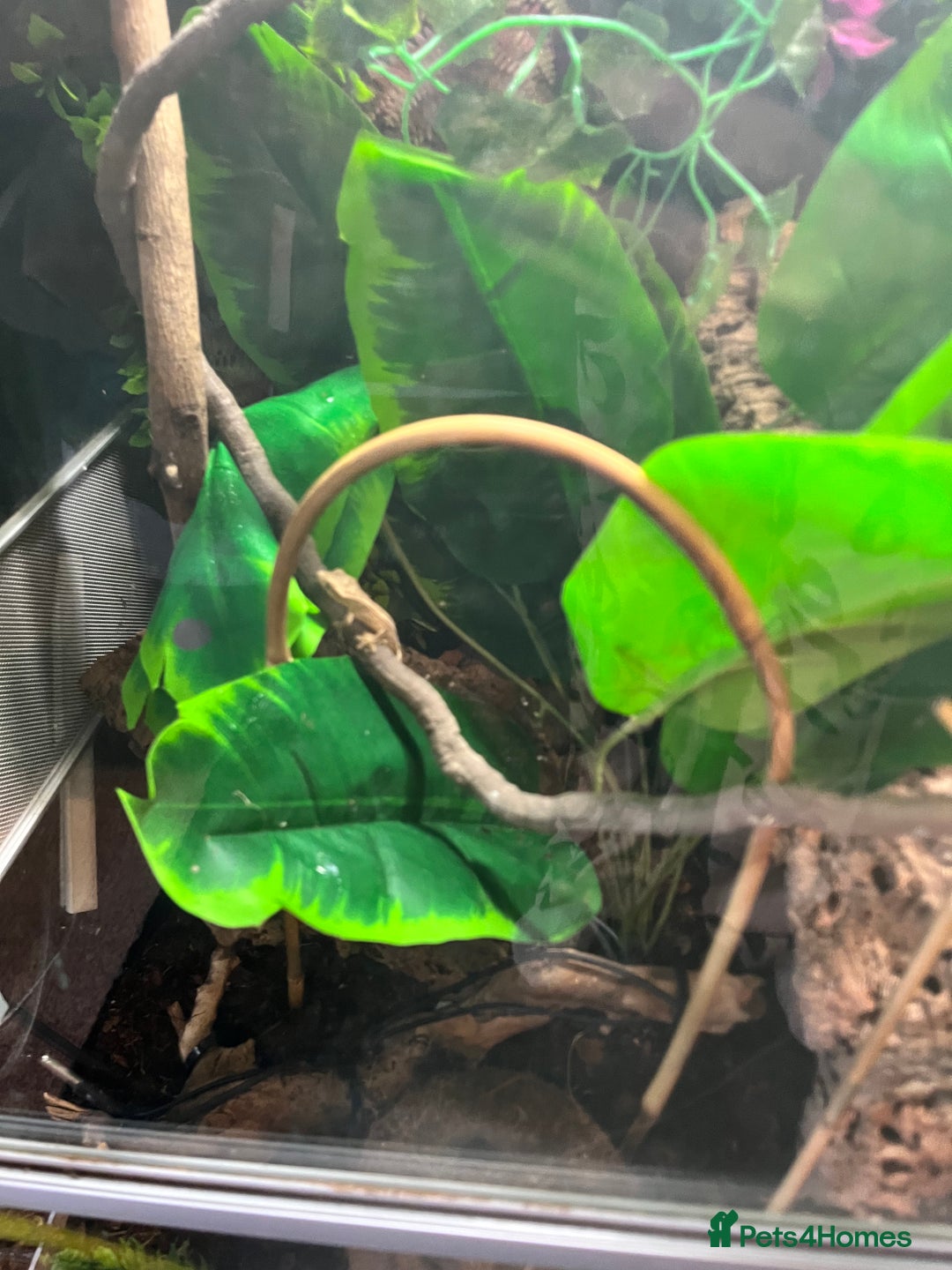 Gecko reptiles for sale: Crested gecko babies  - Advert 3