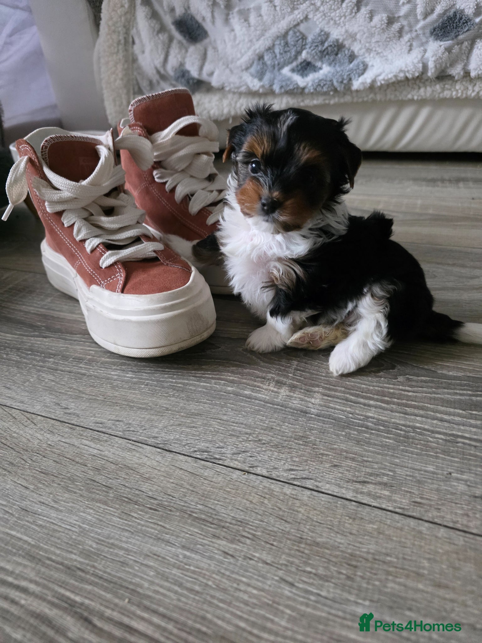 Yorkshire Terrier dogs Adorable Yorkshire Terrier (Biewer) puppies. - Advert 3