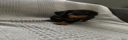 Miniature Dachshund dogs for sale: Beautiful Black and Tan miniature dachshund  - Advert 12