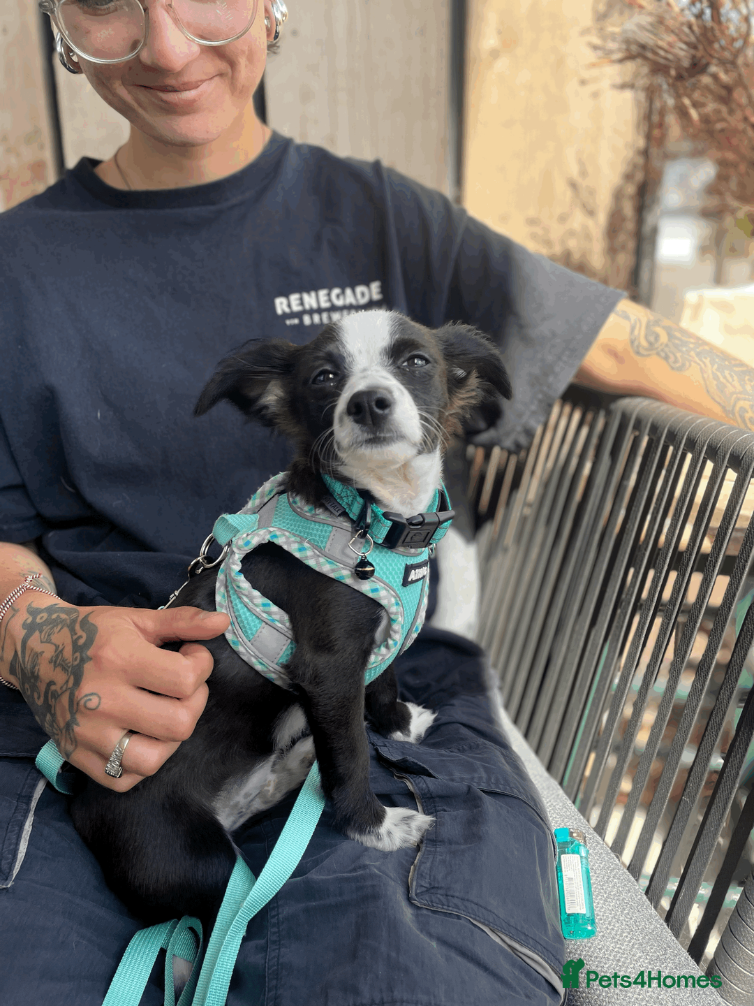 Chihuahua dogs for sale: URGENT: 4 Month Old Chihuahua Cross Puppy - Advert 5