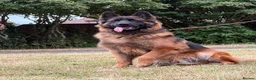 German Shepherd dogs for sale: 3 year German Shepherd looking for a new home in London - Advert 2