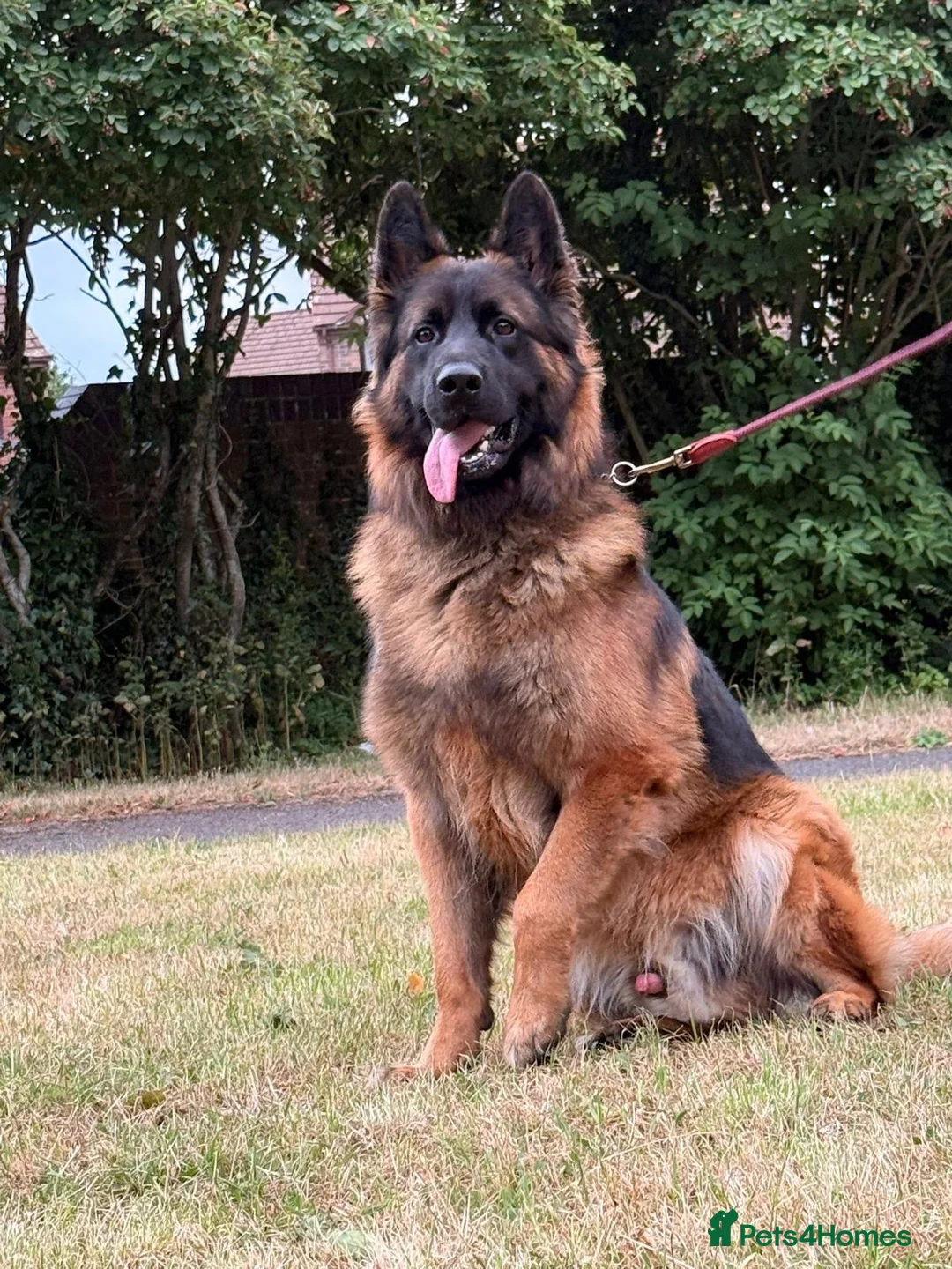 German Shepherd dogs for sale: 3 year German Shepherd looking for a new home in London - Advert 2