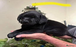Labrador Retriever dogs for sale: Playful black & golden Labrador pups - Image 3