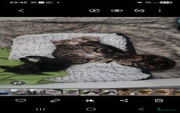 Savannah cats for sale: Savannah x Kittens - Image 6