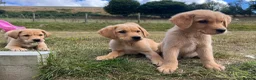 Goldador dogs for sale: Beautiful Goldador Puppies - Advert 18
