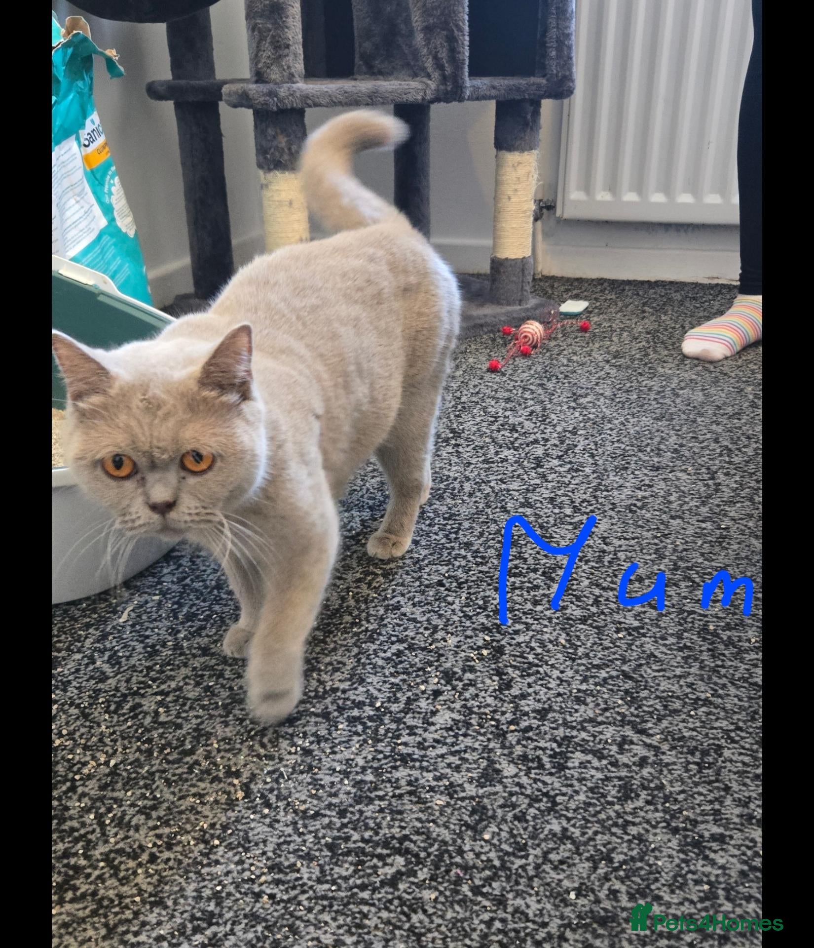British Shorthair cats for sale: Beautiful British shorthair kittens - Advert 1