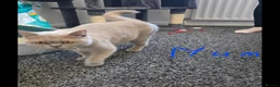 British Shorthair cats for sale: Beautiful British shorthair kittens in Coventry - Advert 1