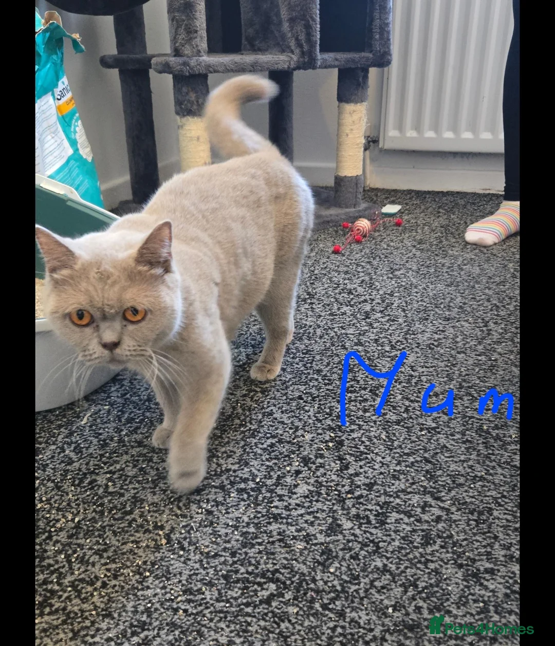 British Shorthair cats for sale: Beautiful British shorthair kittens in Coventry - Advert 1