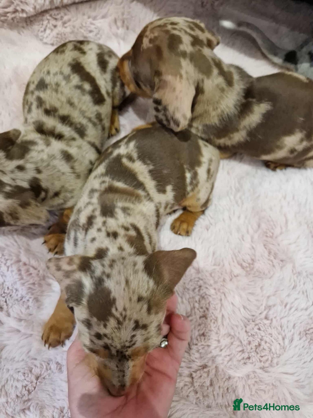 Miniature Dachshund dogs for stud: Proven KCReg Chocolate & Tan Dapple Dachshund Stud - Advert 12