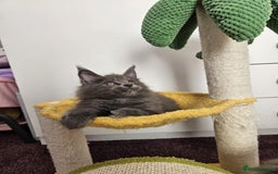 Maine Coon cats for sale: ✨7 Pure Bred Maine Coon Kittens✨ - Image 12