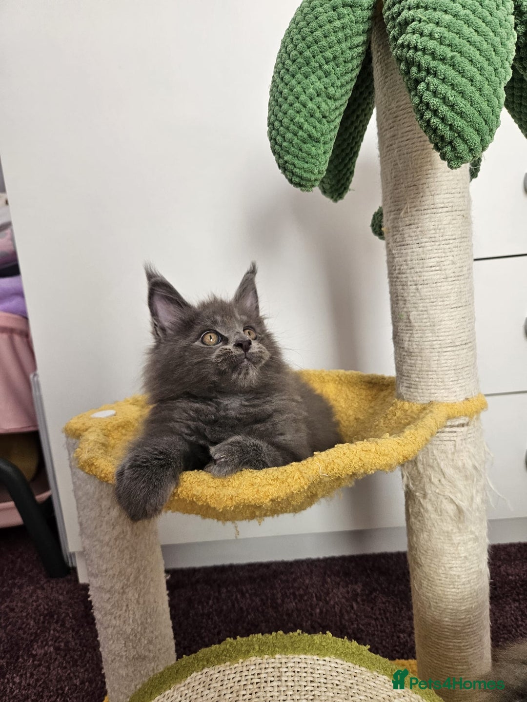 Maine Coon cats for sale: ✨7 Pure Bred Maine Coon Kittens✨ - Image 12