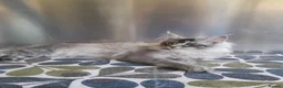 Maine Coon cats for sale: black smoke/polydactyl maine coonTICA kittens - Advert 13