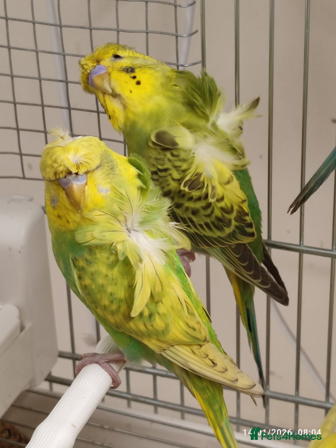 Budgerigars birds for sale: Budgies  - Advert 7