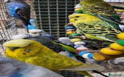 Budgerigars birds for sale: Adorable budgies and cages  - Image 7