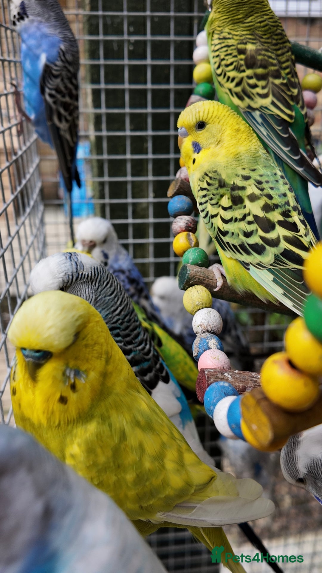 Budgerigars birds for sale: Adorable budgies and cages  - Image 7