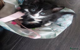 Mixed Breed cats for sale: Mixed  - Image 4