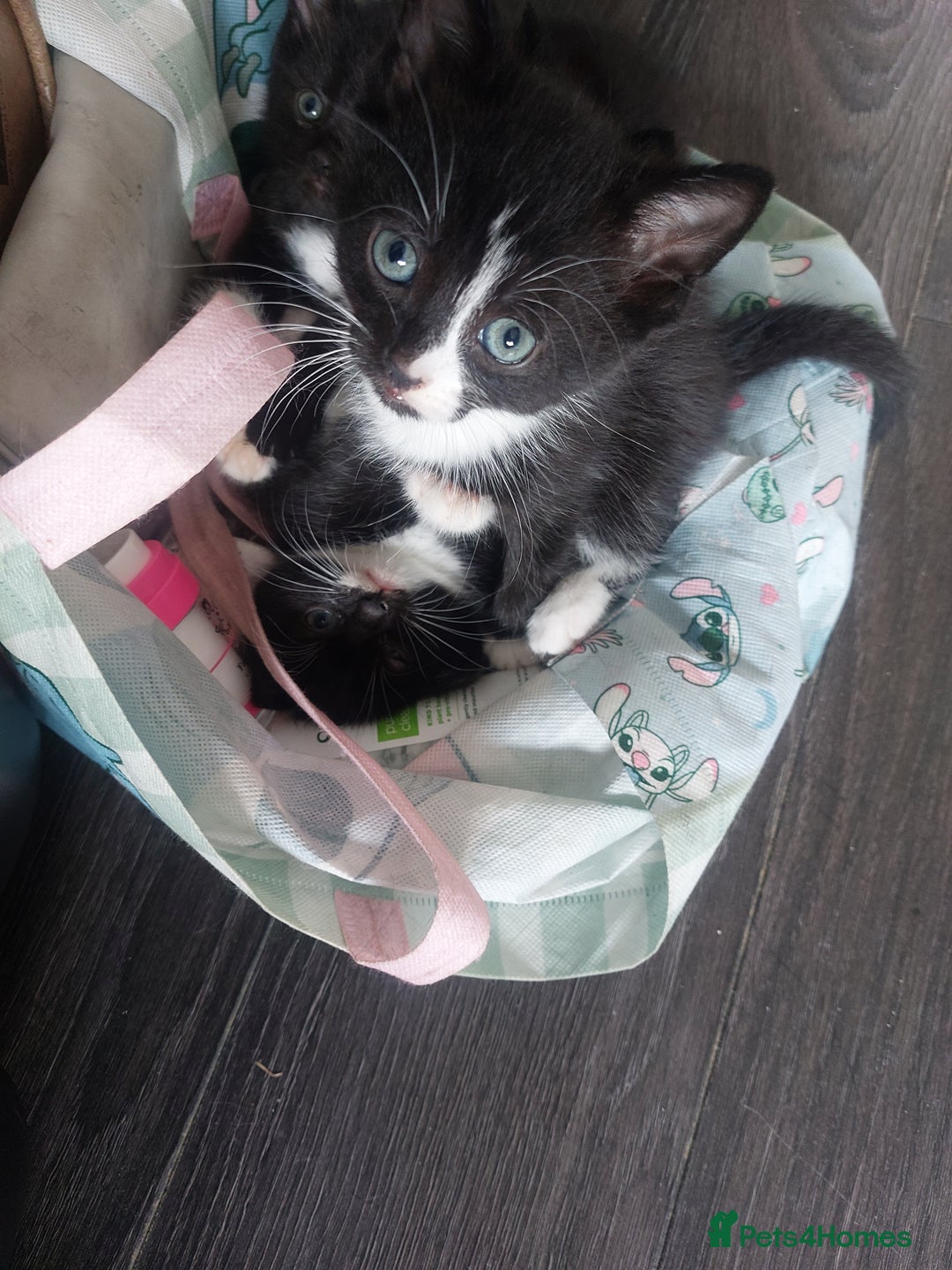 Mixed Breed cats for sale: Mixed  - Image 4