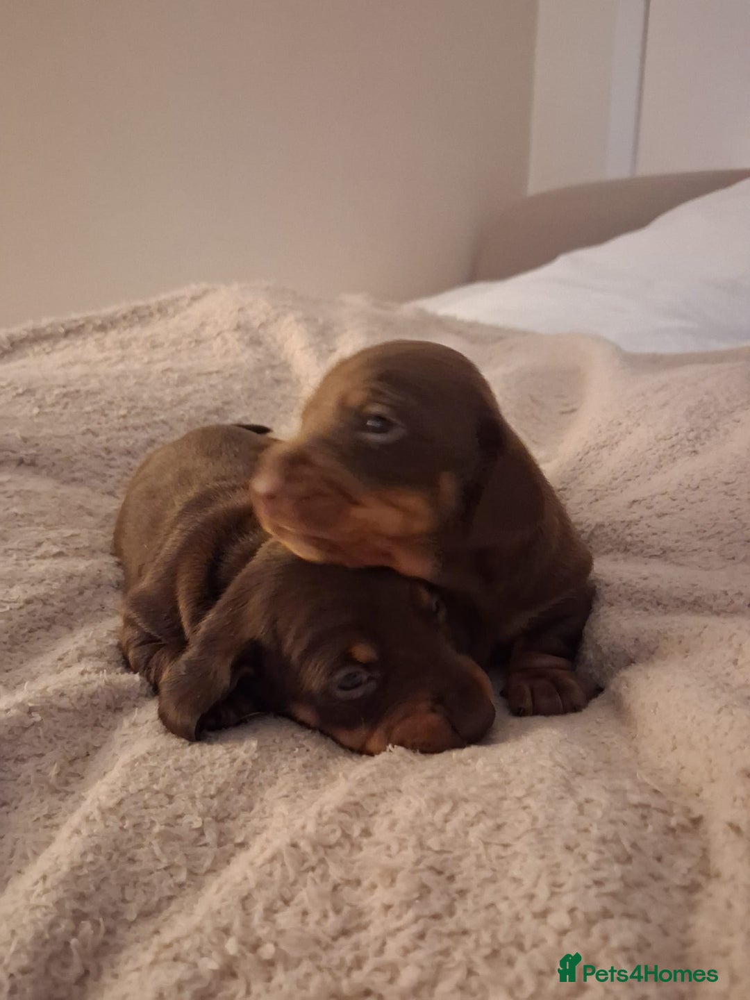 Miniature Dachshund dogs for sale: Miniature dachshund  - Advert 6