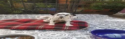 Dalmatian dogs for sale: Beautiful Purebred Black-Spotted Dalmatian Puppies in Norwich - Advert 3