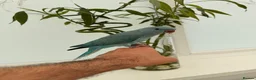 Ringnecks birds for sale:     Super Tame Hand Reared Babies Ready for Rehome - Advert 6