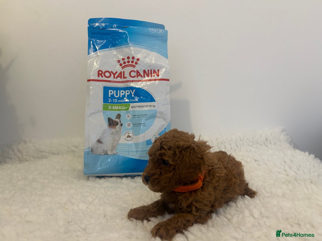 Toy Poodle dogs for sale: Kc registered,  fox red (Tiny) Toy poodles  - Image 17