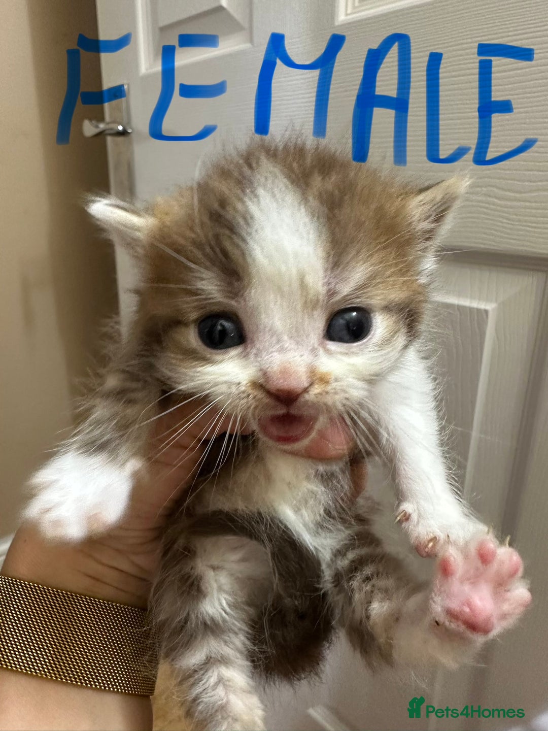 British Shorthair cats for sale: Kittens British shorthair mixed  - Image 17