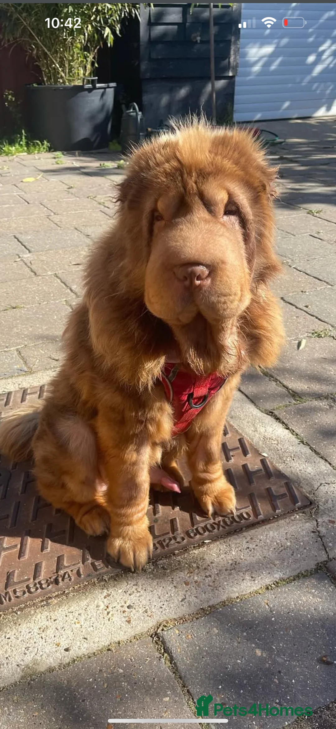 Shar Pei dogs for sale: ONLY 2 LEFT. OUTSTANDING KC BEAR & BRUSH PUPS - Advert 8