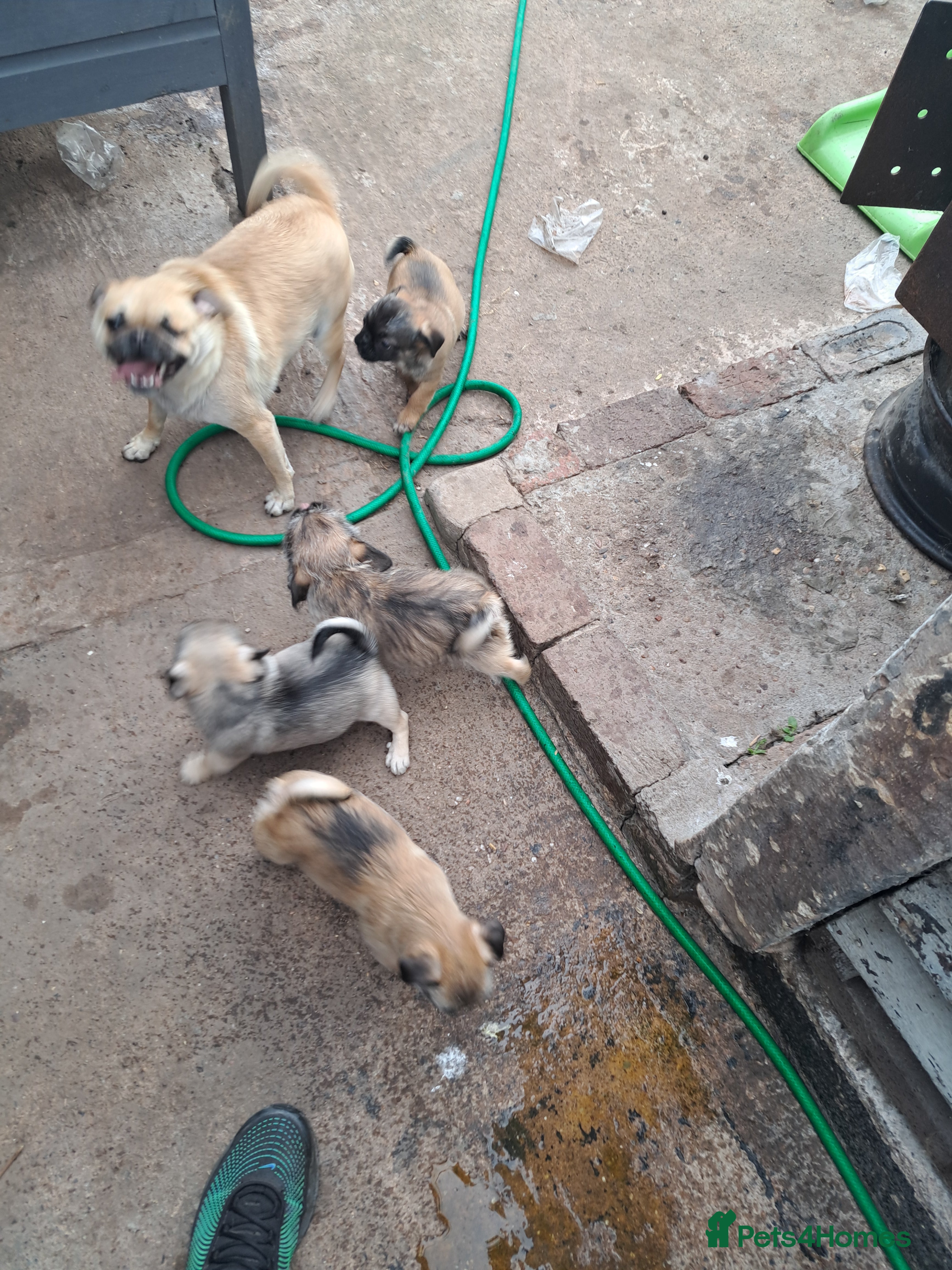 Mixed Breed dogs Perfect litter of pug cross shih-tzu  - Advert 1