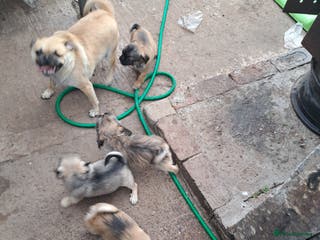 Mixed Breed dogs Perfect litter of pug cross shih-tzu - Advert 3