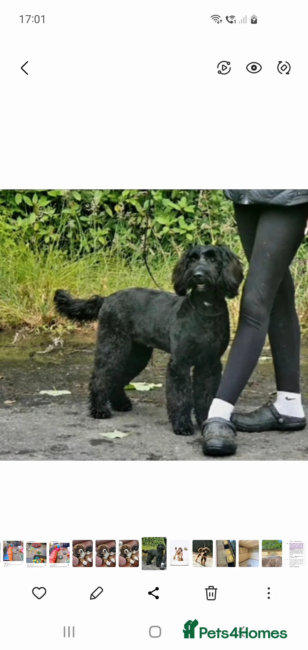 Mixed Breed dogs for sale: STUNNING RARE COLOURS F1B GOLDENDOODLE LITTER - Advert 15