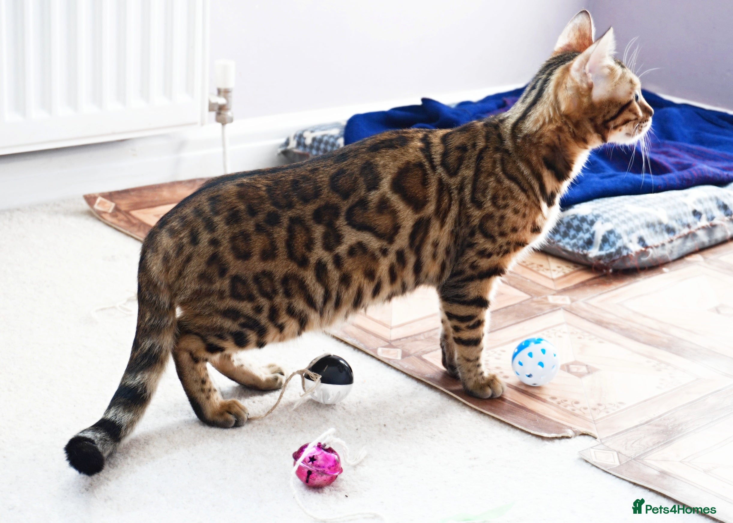 Bengal cats Superb Active Reg Bengal Girl - Advert 1