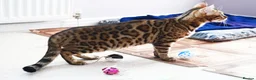 Bengal cats for sale: Superb TICA Active Reg Girl - Advert 9