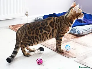 Bengal cats Superb Active Reg Bengal Girl - Advert 1