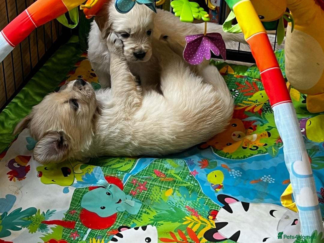 Golden Retriever dogs for sale: 8 Outstanding Chunky Cream Golden Puppies  - Image 11