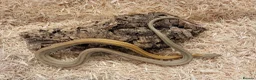 Corn Snake reptiles for sale: Beautiful, Captive-Bred Corn Snakes – DJL Exotics - Advert 9
