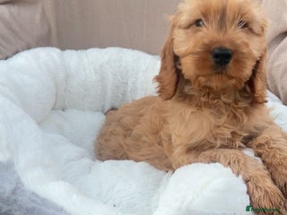 Cockapoo dogs 2 male cockapoo puppies for sale - Advert 1