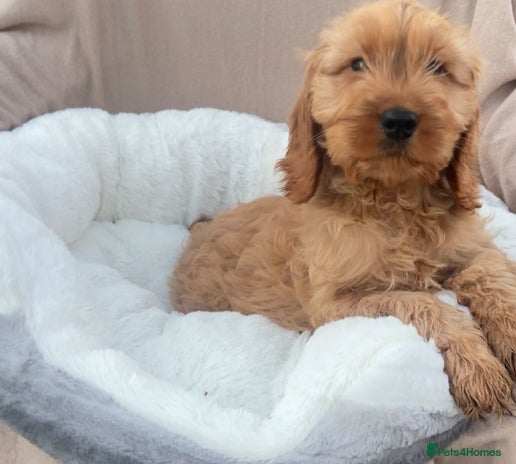 Cockapoo dogs 2 male cockapoo puppies for sale - Advert 1