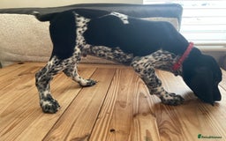 German Shorthaired Pointer dogs for sale: German Shorthaired Pointer Puppies - Image 11