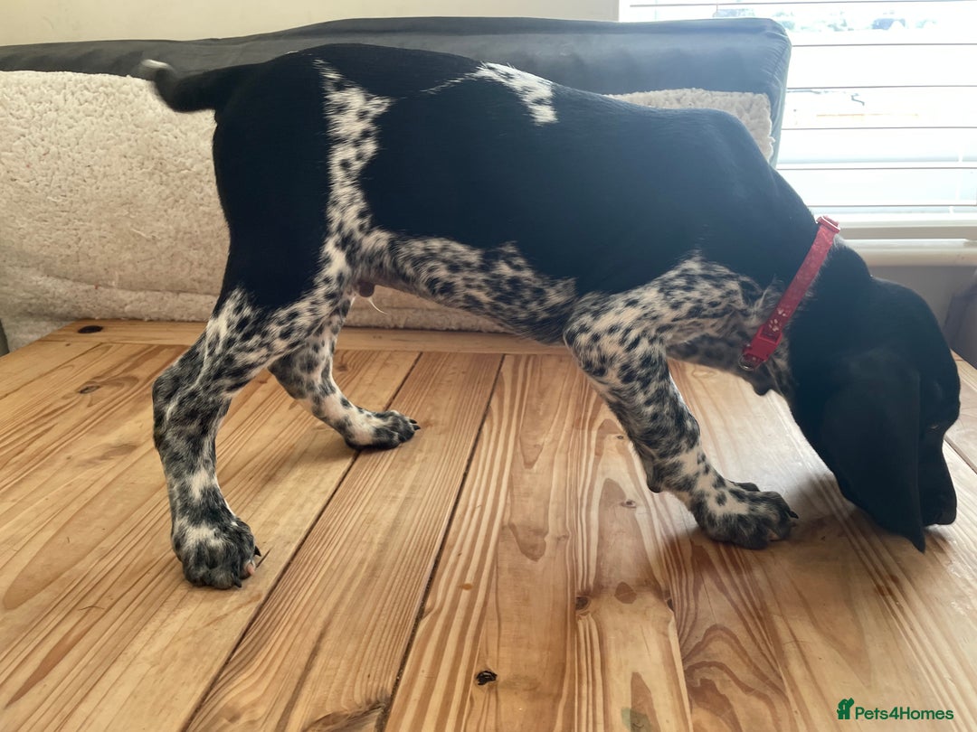German Shorthaired Pointer dogs for sale: German Shorthaired Pointer Puppies - Image 11