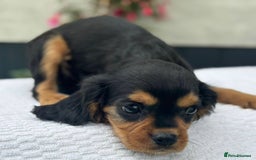 Cavalier King Charles Spaniel dogs for sale: Cavalier King Charles Spaniel Puppies ready now!!! - Image 14
