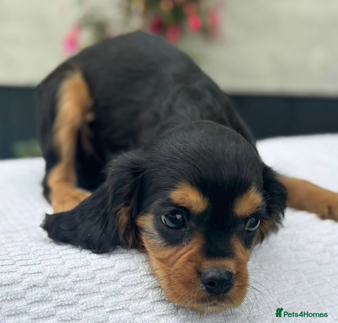 Cavalier King Charles Spaniel dogs for sale: Cavalier King Charles Spaniel Puppies ready now!!! - Image 14