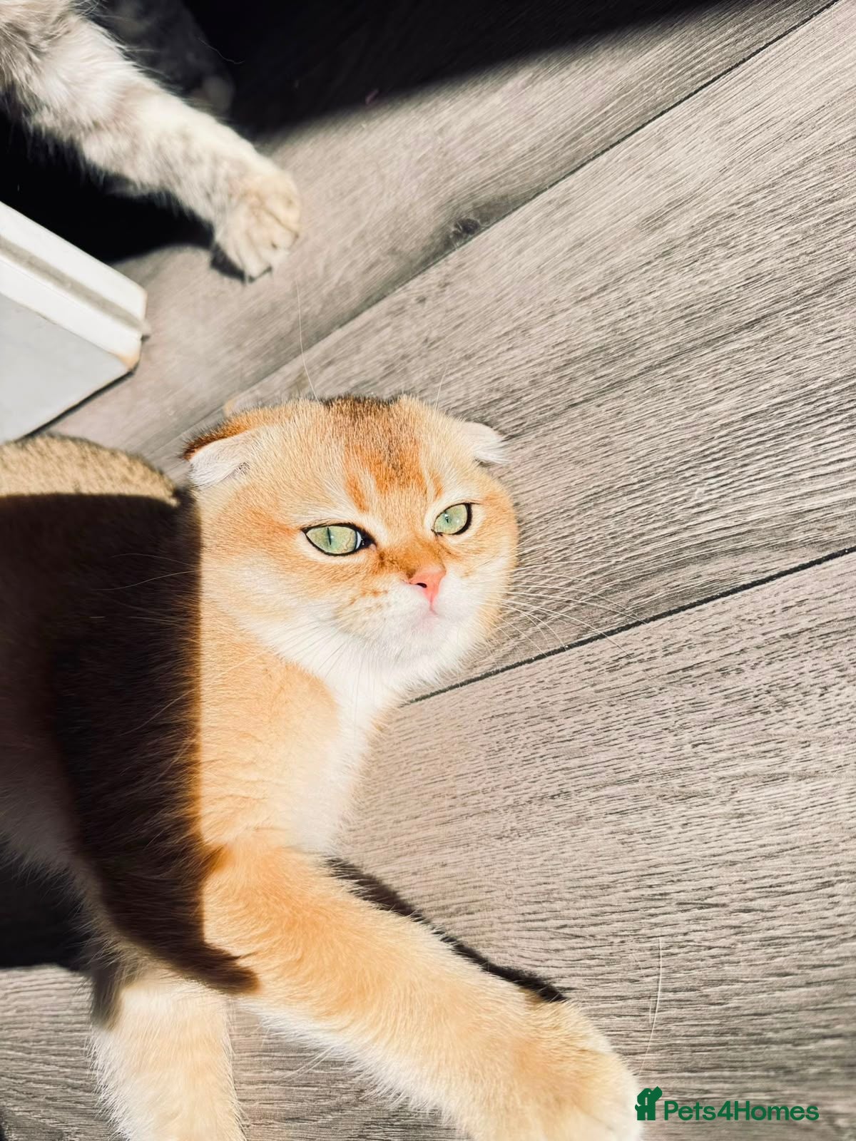 Scottish Fold cats 🐾 TICA Registered Scottish Fold Boy  🩵 - Advert 2
