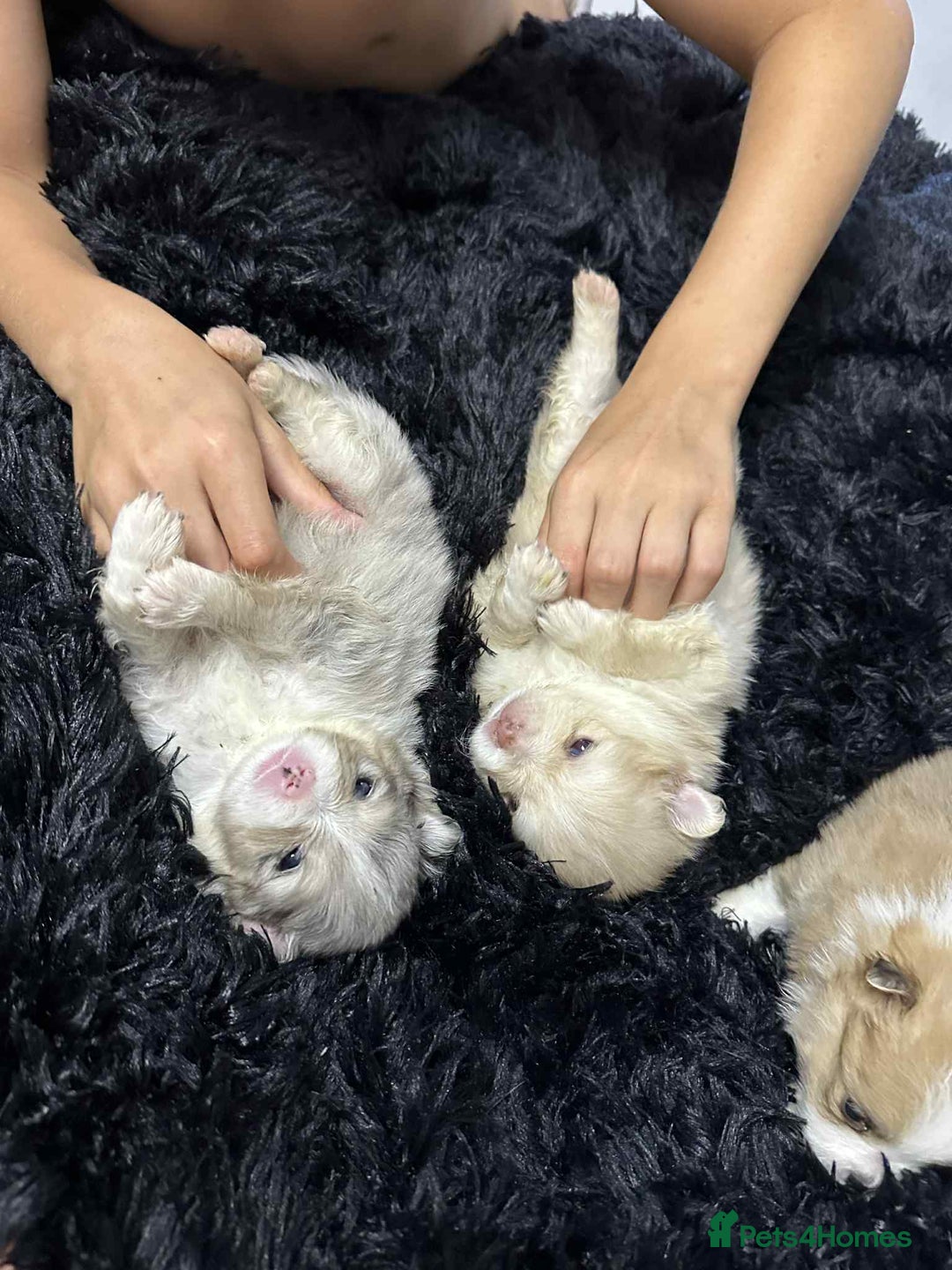 Pomeranian dogs for sale: Beautiful Pomeranian puppies amazing rare colours - Image 9