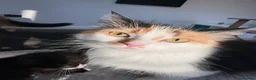 Mixed Breed cats for sale: Beautiful quarter Persian kitten  - Advert 4
