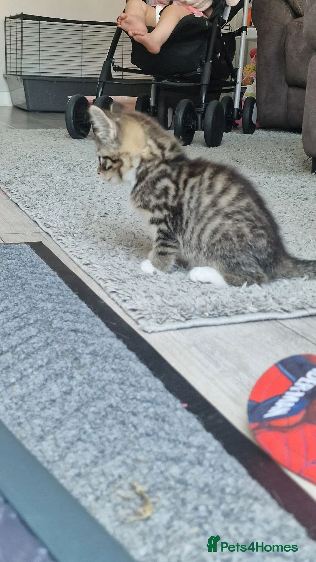 Mixed Breed cats for sale: 2 females left - Advert 2