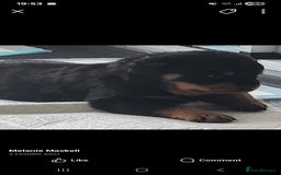 Rottweiler dogs for sale: Top quality European bloodlines rottweiler Puppies - Image 6