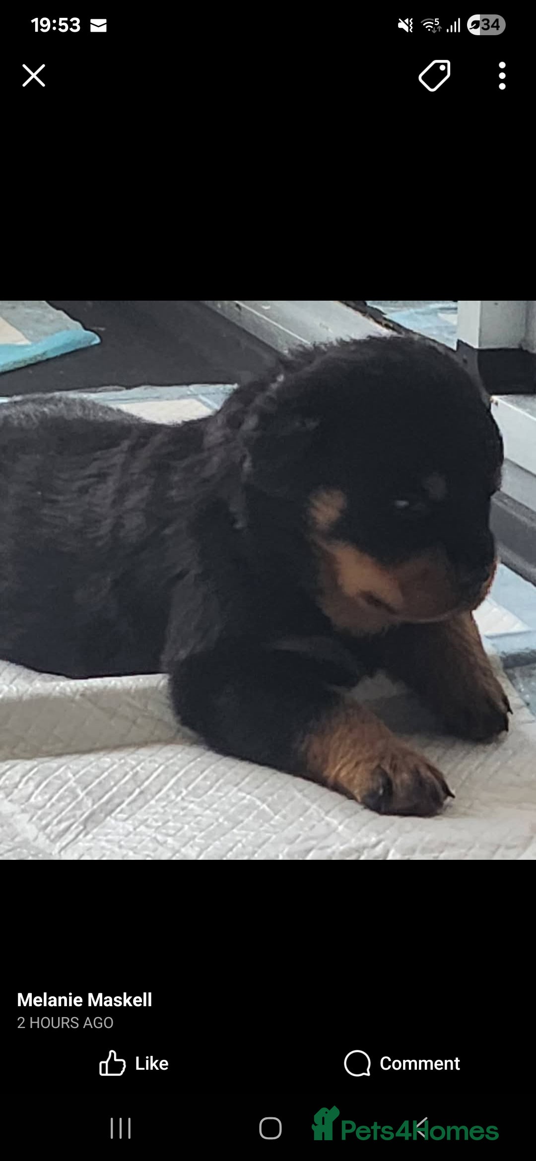 Rottweiler dogs for sale: Top quality European bloodlines rottweiler Puppies - Image 6
