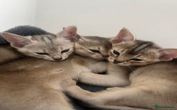 Abyssinian cats for sale: GCCF registered beautiful Abyssinian kittens - Image 1
