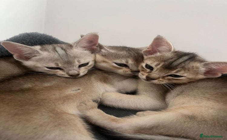 Abyssinian cats - Advert 1